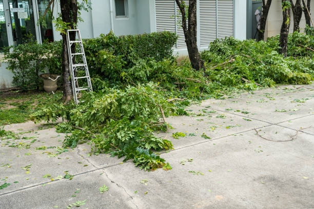 Best Palm Tree Trimming  in Washington Heights, NY